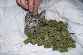 Il Y Aurait Des Inconvenients A Fumer De La Weed Openminded