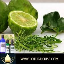 (0.2 kg) fresh red chilies, seeded and sliced 5 shallots, peeled and sliced 1 inch (2 cm) ginger, peeled and sliced 6 candle nuts 1/2 inch (1cm) fresh turmeric, peeled and sliced Pure Essential Oil Kaffir Lime Peel Lotus House