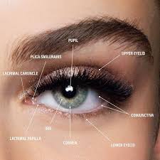 Why Do I Need To Know About The Anatomy Of The Eye To Be A Successful Lash Artist Understanding How Each Part Of The Eye Parts Of The Eye Eye Function