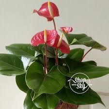 Something Red Something Beautiful For Upcoming Chinese New Year Khusus Menjelang Imlek2019 Anthurium Red Flower Beli 5 Bonus 1 Anthurium Red Flowers Plants