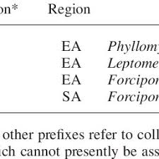 Image result for Riocreuxia chrysochroma