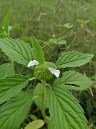 Image result for Leucas