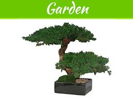 Photo showing miyagi watering a marijuana bonsai. How To Take The Best Care Of Bonsai Trees My Decorative