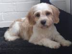 All You Need to Know About the Adorable Cavachon - Animalso