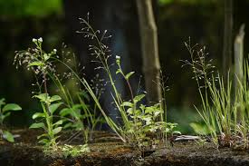 Image result for Eragrostis punctiglandulosa