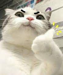 Fearless Cat Cute Cat Memes Funny Cat Faces Cute Cats