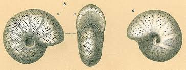 Image result for Melhania forbesii