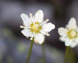 Maybe you would like to learn more about one of these? White Wildflowers Colorado S Wildflowers