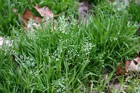 Image result for Poa annua