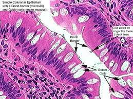 Some of the simple columnar cells are lined with motile cilia and therefore termed as ciliated columnar epithelium. Pin On Tissues