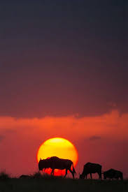 مجموعة من أجمل صور غروب الشمس في كينيا Sunset Beautiful Sunrise African Sunrise