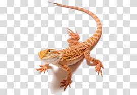 Lizard Bearded Dragons Bearded Dragon Transparent Background Png Clipart Lizard Snake Illustration Eastern Bearded Dragon