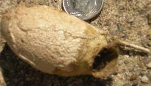 Jun 14, 2021 · mystery photo. Cocoon From Large Brown Moth Antheraea Polyphemus Bugguide Net