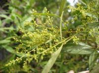 Image result for Searsia leptodictya