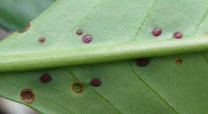 Cherry laurel plants are originated in regions that border the black sea in southeastern europe and cherry laurel species are shrubs or trees of small to medium size. Extra Floral Nectaries Pests Of Poinsettia Cuttings Presentations At Farwest Show