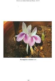 Image result for Helixanthera garciana