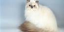17 Fun Facts About Himalayan Cats That You Should Know ...