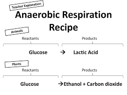 Anaerobic respiration in plants and fungi fungi and plants use the ethanol fermentation pathway to reoxidise reduced nad. Anaerobic Respiration Ppt Download