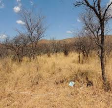 Image result for Aristida scabrivalvis