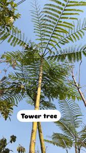 Image result for Schizolobium parahyba