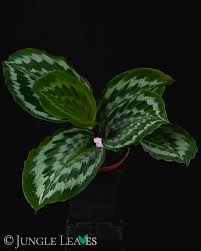 Image result for Kaempferia