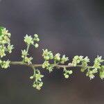 Image result for Searsia longipes