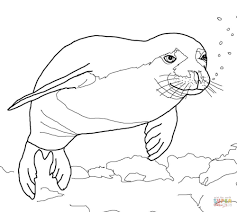 So many awesome designs for all interests and seasons. Baby Seal Coloring Pages Coloring Home