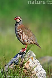 Image result for Alectoris rufa