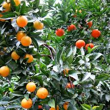 Learn the different meanings and what it means for trees and irrigation. Hybrid Orange Lemon Tree S Lemon Tree Tree Live Plants