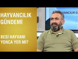 Hayvancilik Gundemi Besi Hayvani Yonca Yer Mi Youtube