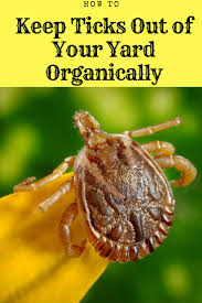 How can i get rid of fleas and ticks in my yard? How To Keep Ticks Out Of Your Yard And Garden Gardening Channel Kill Bugs Natural Tick Repellent Kill Ticks In Yard