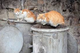 Kitchener Humane Society Gets 35 000 Grant To Sterilize Stray Cats Humane Society Stray Cat Feral Cat House