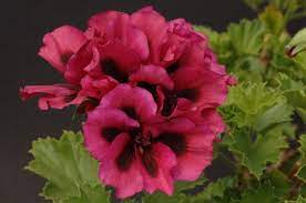 Pin On Geranium