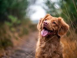 Can cbd help calm aggression in dogs? Best Cbd Oil For Dog Aggression January 2021 Cbd Clinicals