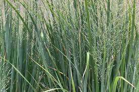 Image result for Panicum pusillum