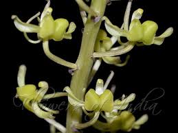 Image result for Liparis nervosa