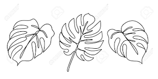 Hand drawn different leaves set vector. Continuous Line Monstera Leaves Set Tropical Leaves Contour Drawing One Line Outline Illustration Isolated On White Modern Minimalist Art Single Simple Hand Drawn Decorative Sketch Royalty Free Cliparts Vectors And Stock Illustration