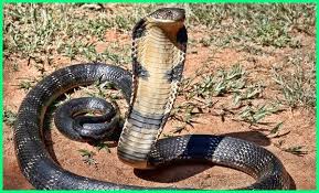 Pin Di Hewan Reptil