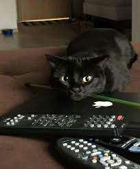 pin by alesya e l on cats cute black cats cats and kittens cat furry