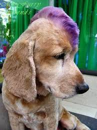 Diy Pet Hair Dye Washable Simple And Ok To Use On Animals Pet Grooming Diy Stuffed Animals Dog Grooming Diy