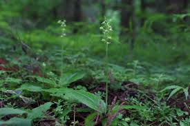 Image result for Liparis bowkeri