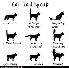 image result for cat body language chart cats cat facts