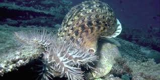 The fish diet is very diverse: Predator Versus Predator Giant Sea Snails Take On Reef Eating Starfish Nikkei Asia