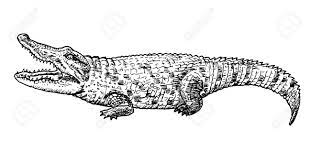 The crocodile plinth will be raised when mercurio appears. Drawing Of Crocodile Hand Sketch Of Reptile Black And White Royalty Free Cliparts Vectors And Stock Illustration Image 102894627
