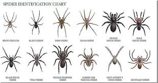 Haus Of Girls Lend Me Your Eyes Spider Identification Chart Spider Identification Spider Pictures