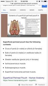 Diaphragm (perineal membrane)  superiorly: Dr Maaz Ullah Deep And Superficial Perineal Pouch ÙÙŠØ³Ø¨ÙˆÙƒ