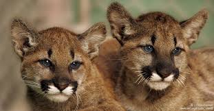 Complete florida facts for kids. We Re Not Mountain Lion About These Facts The National Wildlife Federation Blog The National Wildlife Federation Blog