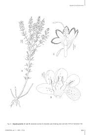 Image result for Sopubia mannii