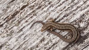 Learn 4 elements that attract and appeals to lizards at home. Common Lizard The Wildlife Trusts