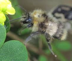 Image result for Bombus sylvarum